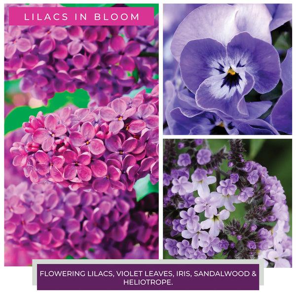 A Cheerful Giver Lilacs In Bloom - 6 Oz Baby Candle