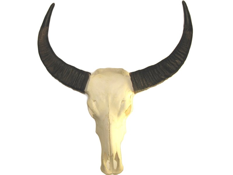 abbeyhorn Buffalo Horns on Skull