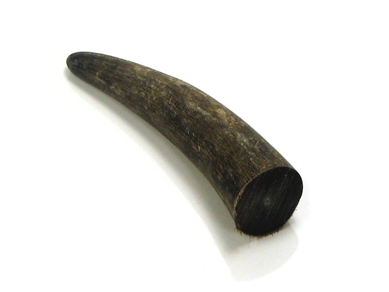 abbeyhorn Cow Horn Tips