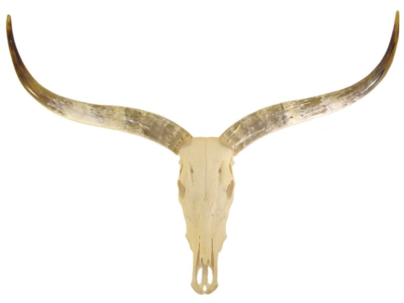 abbeyhorn Cow Horns on Skull - Polished