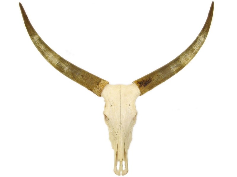 abbeyhorn Cow Horns on Skull - Raw