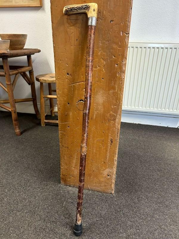 abbeyhorn Hazel Walking Cane with Antler Handle