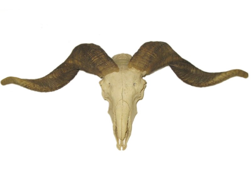 abbeyhorn Rams Horns on Skull