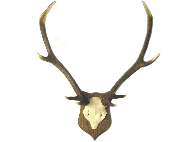 abbeyhorn Stag Antler on Skull - Mounted