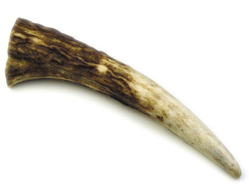 abbeyhorn Stag Antler Tynes - Large