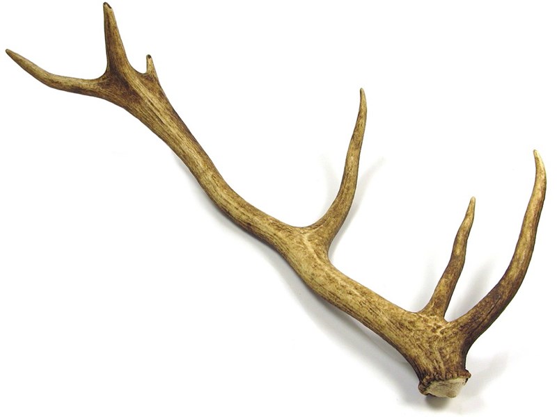 abbeyhorn Stag Antler - Whole