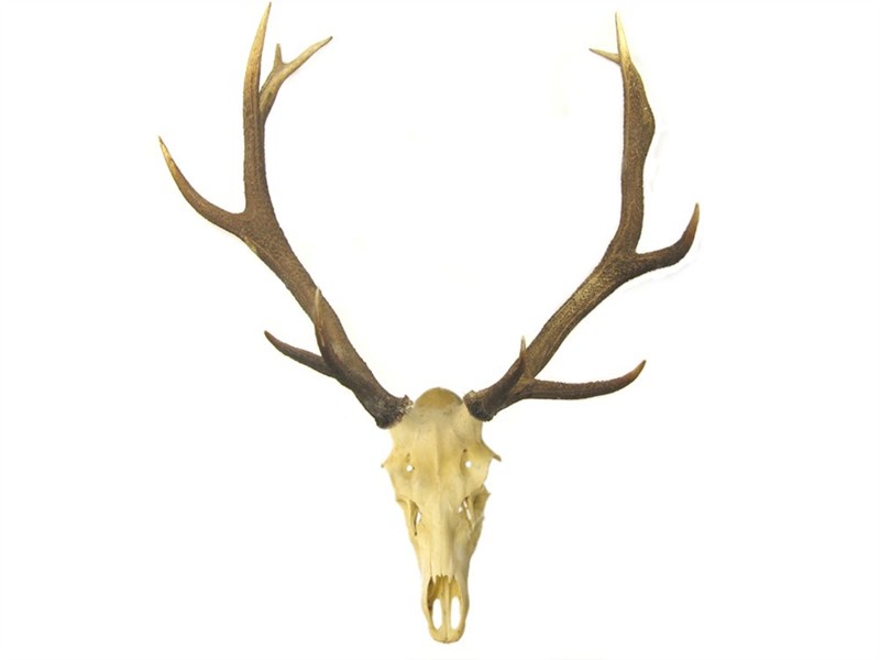 abbeyhorn Stag Antlers on Skull