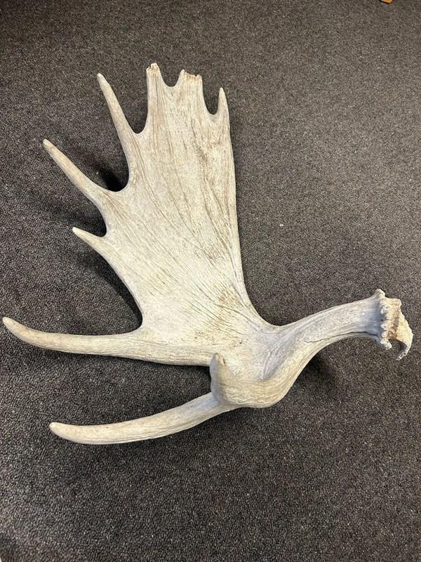abbeyhorn Weathered Moose Antler