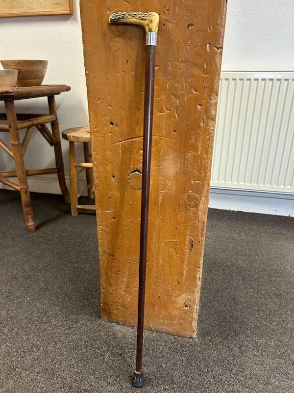 abbeyhorn Malacca Cane with Antler Handle & Silver Collar