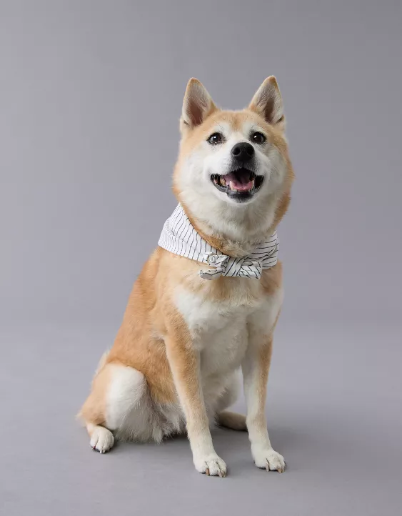 Aeo ABO Gingham Snoopy Dog Bandana