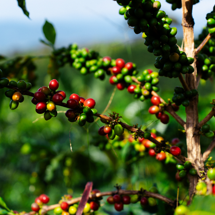 Aeropress Juicy Storm