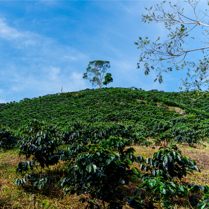 Aeropress Juicy Storm
