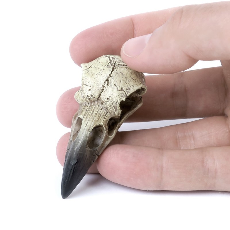 Alchemy England Reliquary Raven Skull (V66)