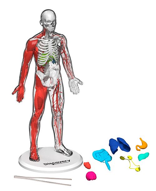 alfani Discovery #MINDBLOWN CLOSEOUT 3D Human Anatomy 28-Piece Biology Model All Toys