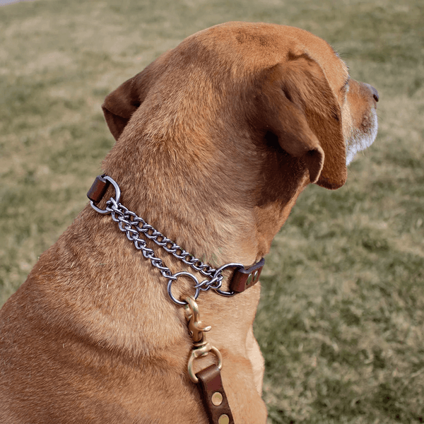 American Bench Craft Martingale Dog Collar
