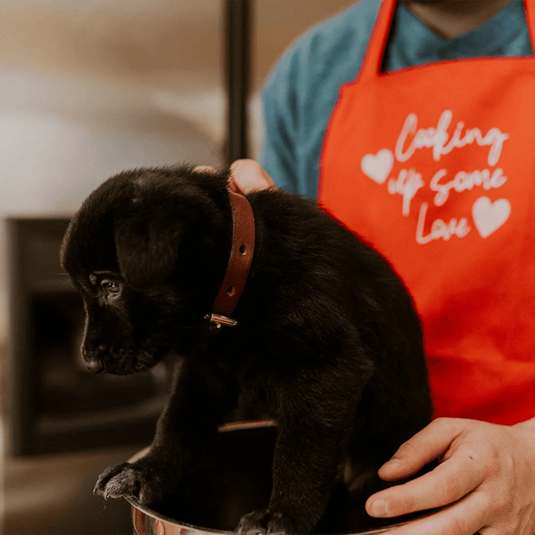 American Bench Craft Small Dog Collar