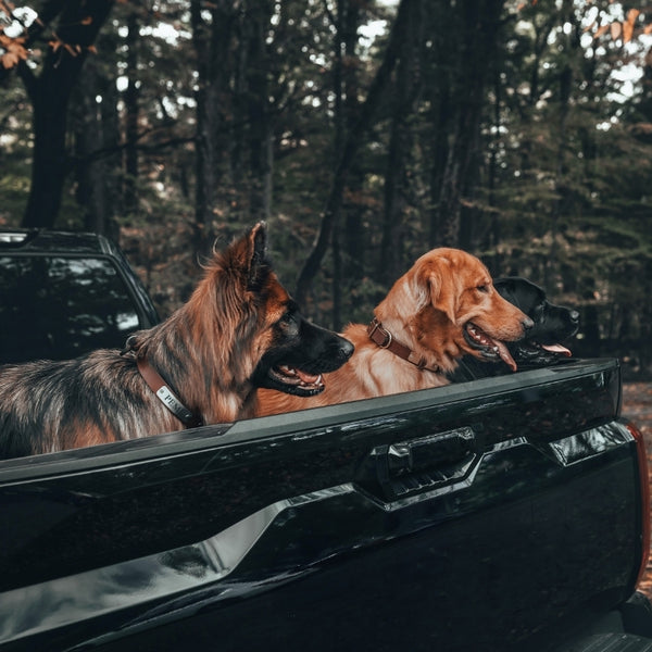 American Bench Craft Personalized Hunting Dog Collar