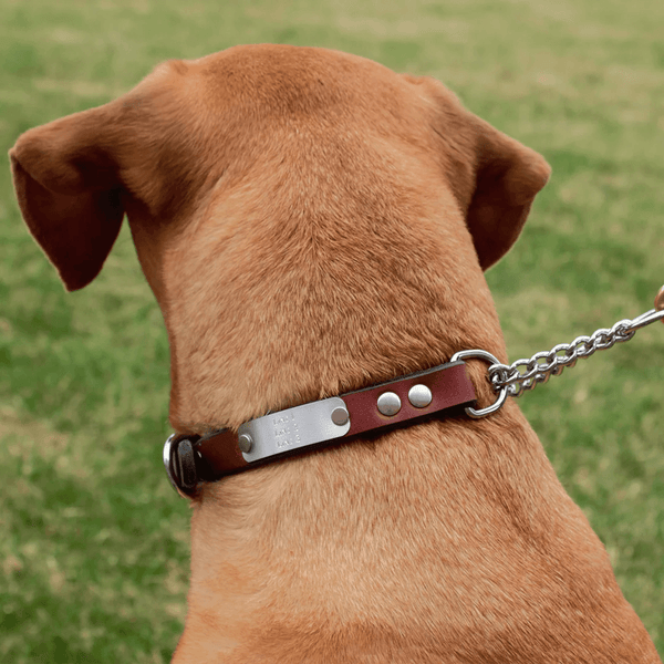 American Bench Craft Personalized Martingale Dog Collar