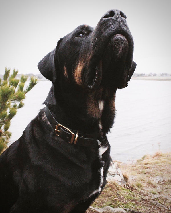 American Bench Craft Personalized Standard Dog Collar