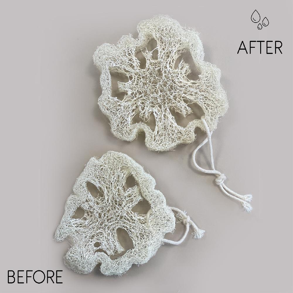 ancient wisdom 10x Egyptian Luxury Loofah with Cotton String - Non-Compressed - 2cm