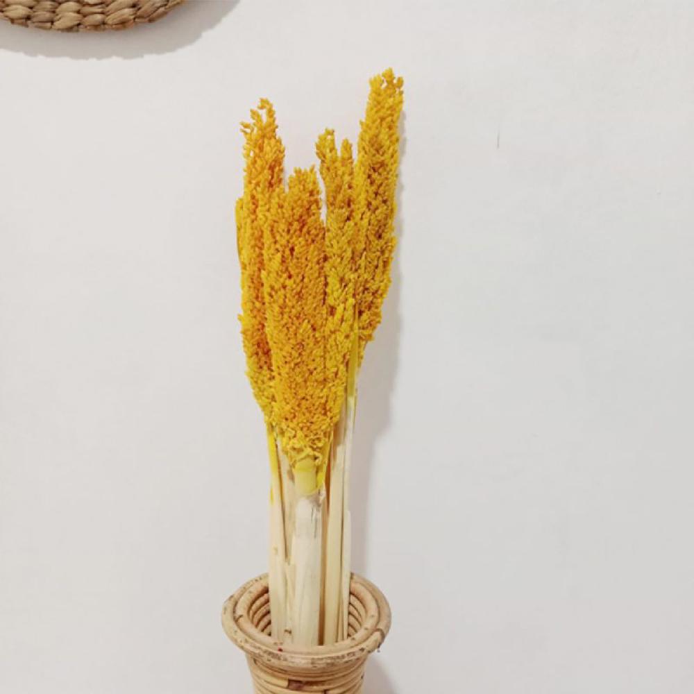 Ancient Wisdom 6x Cantal Grass Bunch - Amber