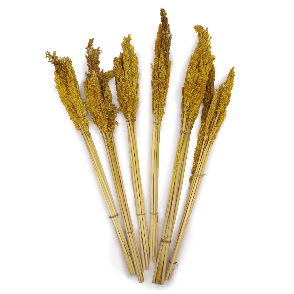 Ancient Wisdom 6x Cantal Grass Bunch - Amber