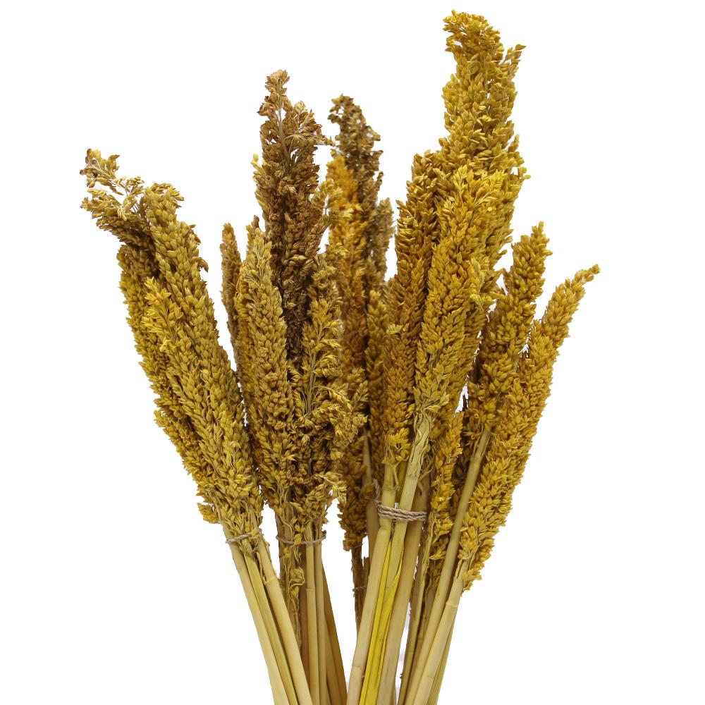 ancient wisdom 6x Cantal Grass Bunch - Amber