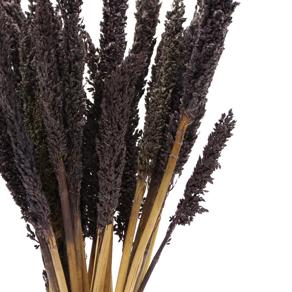 Ancient Wisdom 6x Cantal Grass Bunch - Black