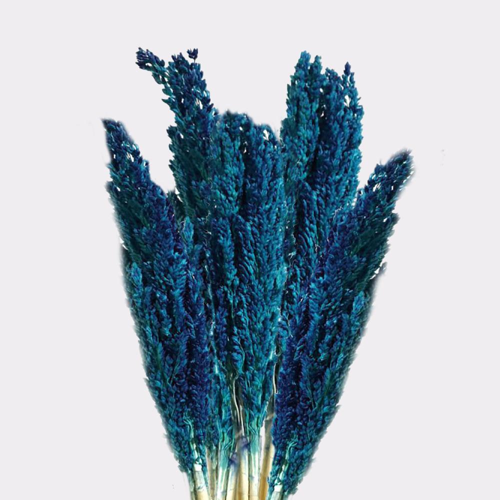 Ancient Wisdom 6x Cantal Grass Bunch - Blue