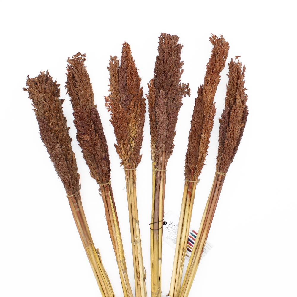 Ancient Wisdom 6x Cantal Grass Bunch - Chocolate