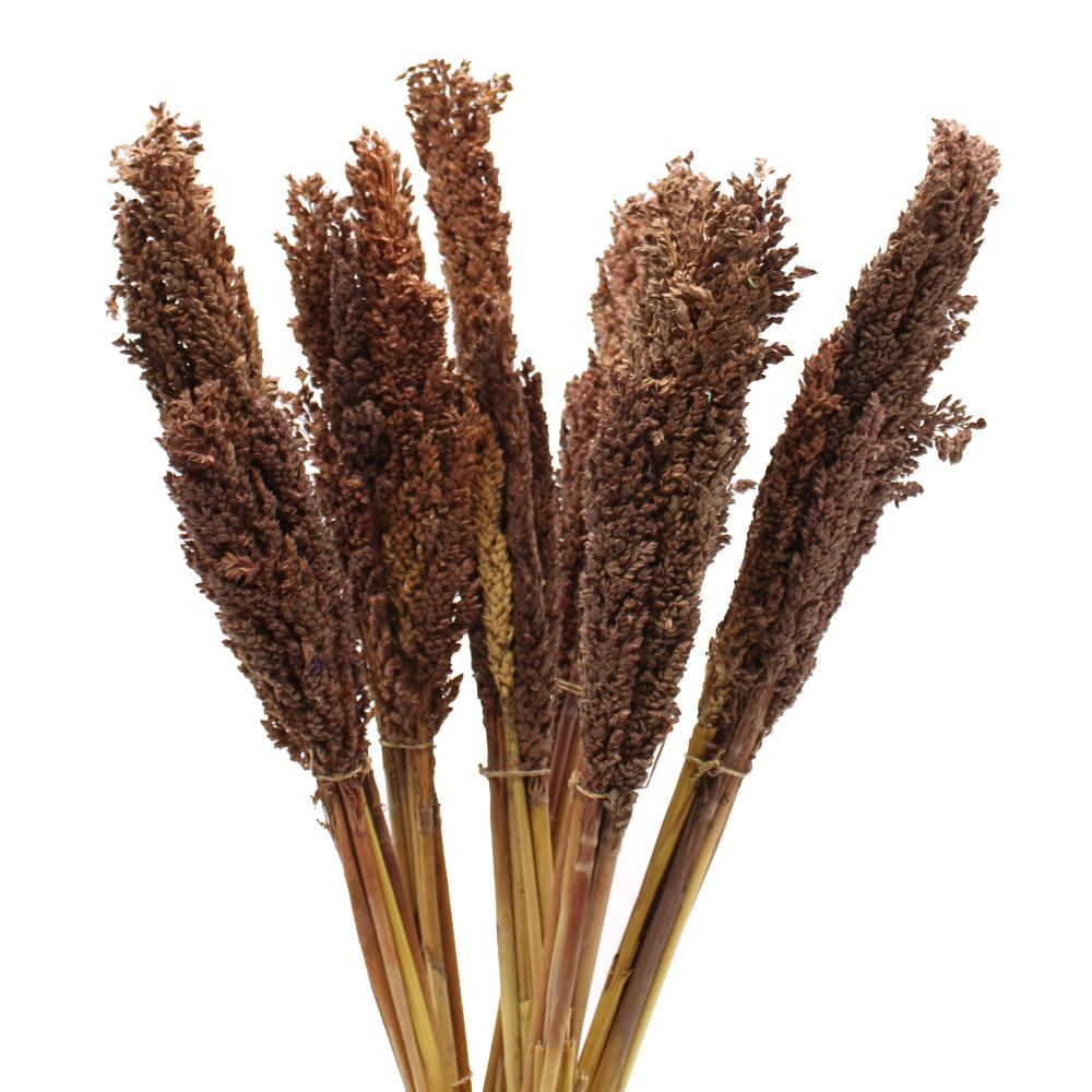 ancient wisdom 6x Cantal Grass Bunch - Chocolate