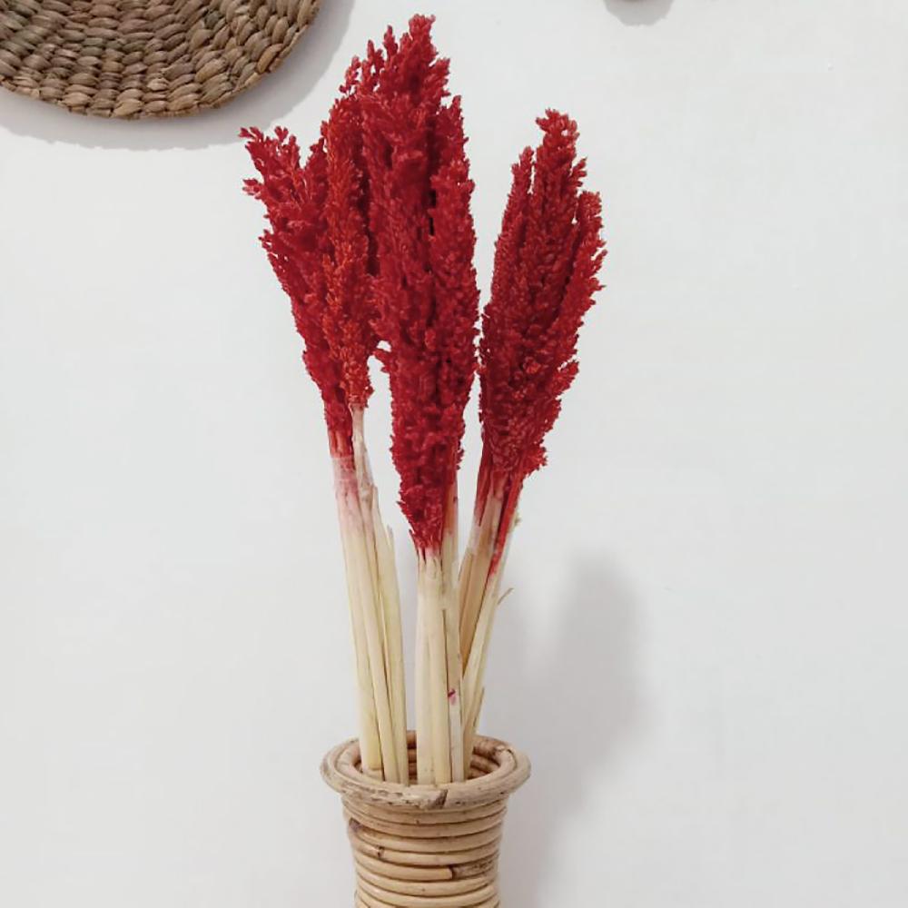 Ancient Wisdom 6x Cantal Grass Bunch - Fire