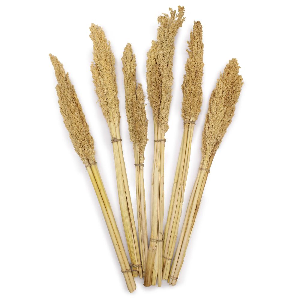 Ancient Wisdom 6x Cantal Grass Bunch - Natural