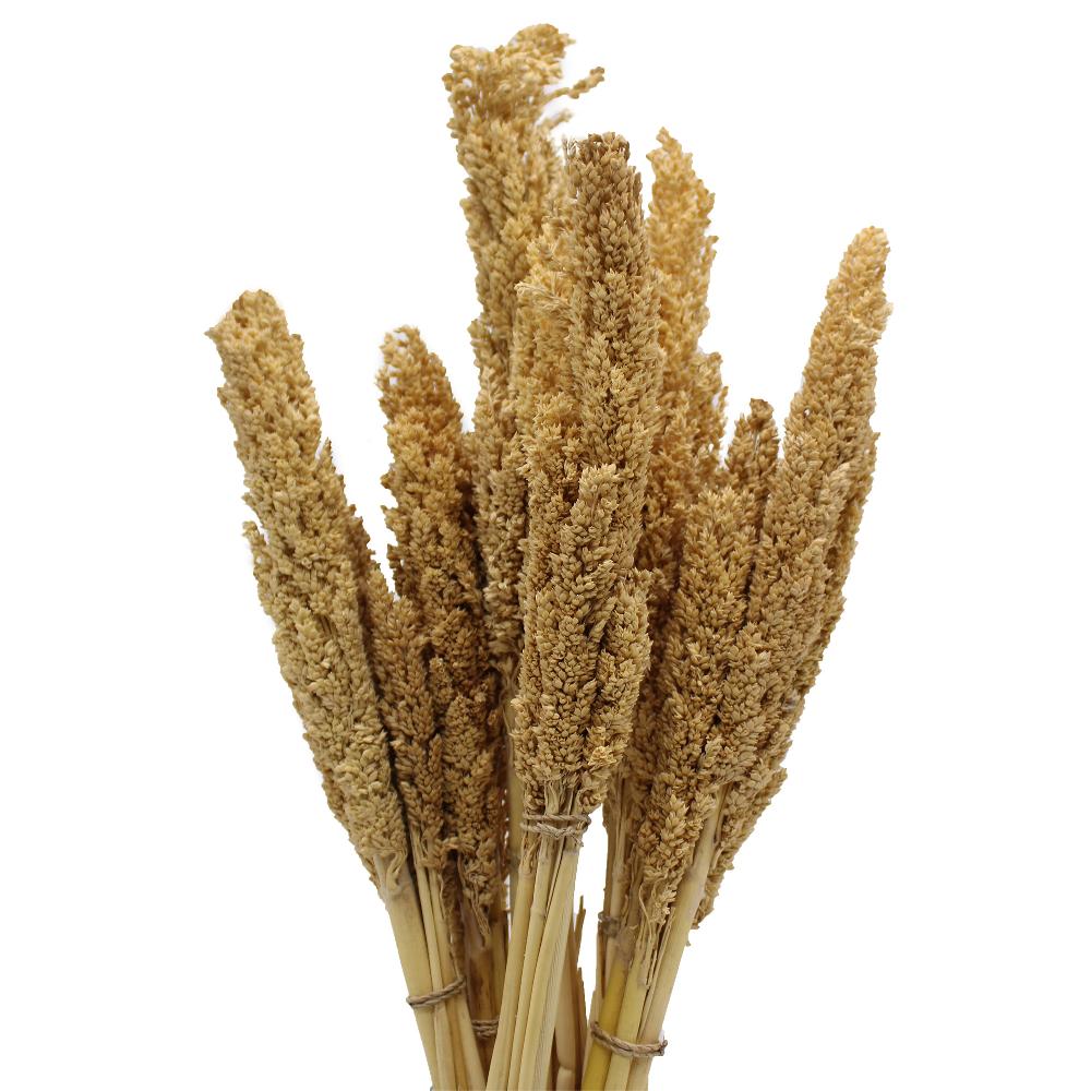 ancient wisdom 6x Cantal Grass Bunch - Natural
