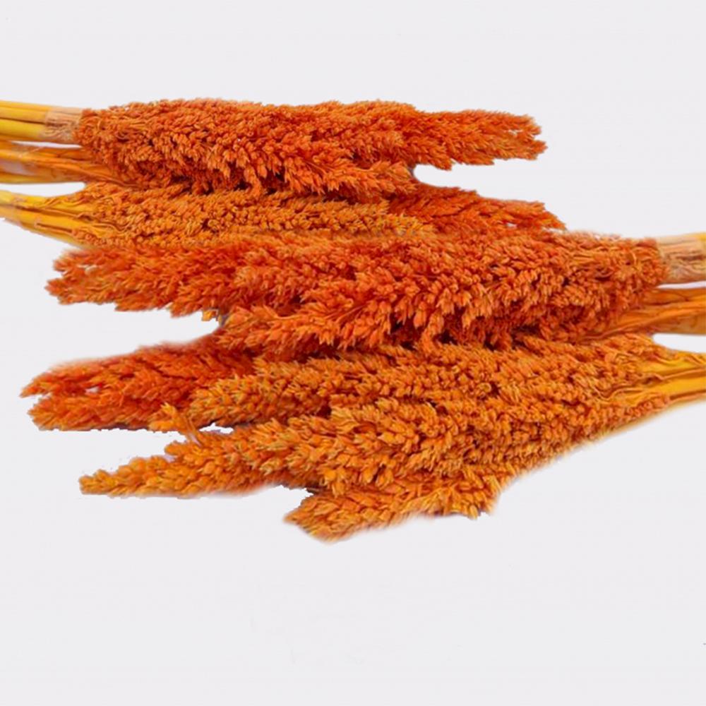 Ancient Wisdom 6x Cantal Grass Bunch - Orange
