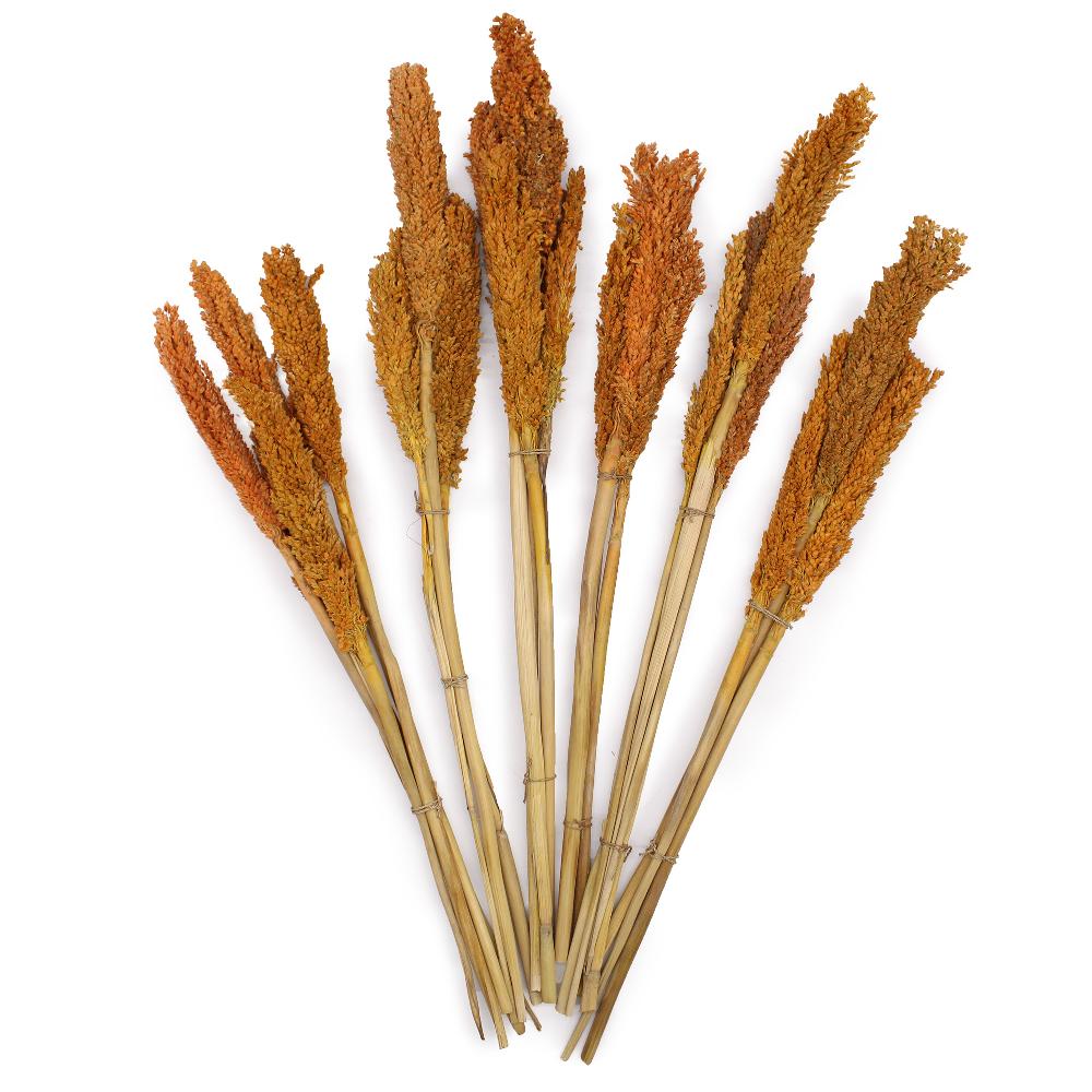 Ancient Wisdom 6x Cantal Grass Bunch - Orange