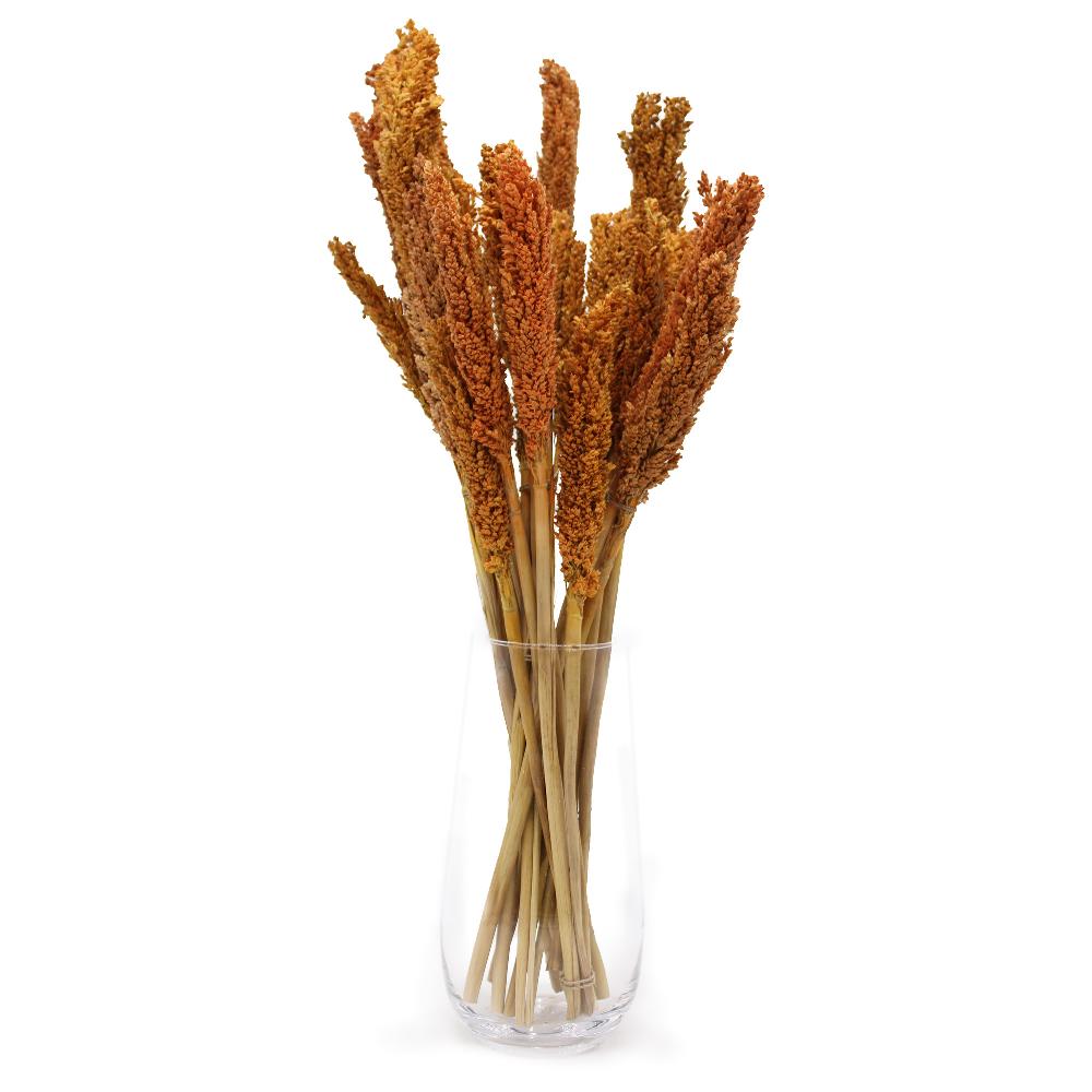 Ancient Wisdom 6x Cantal Grass Bunch - Orange