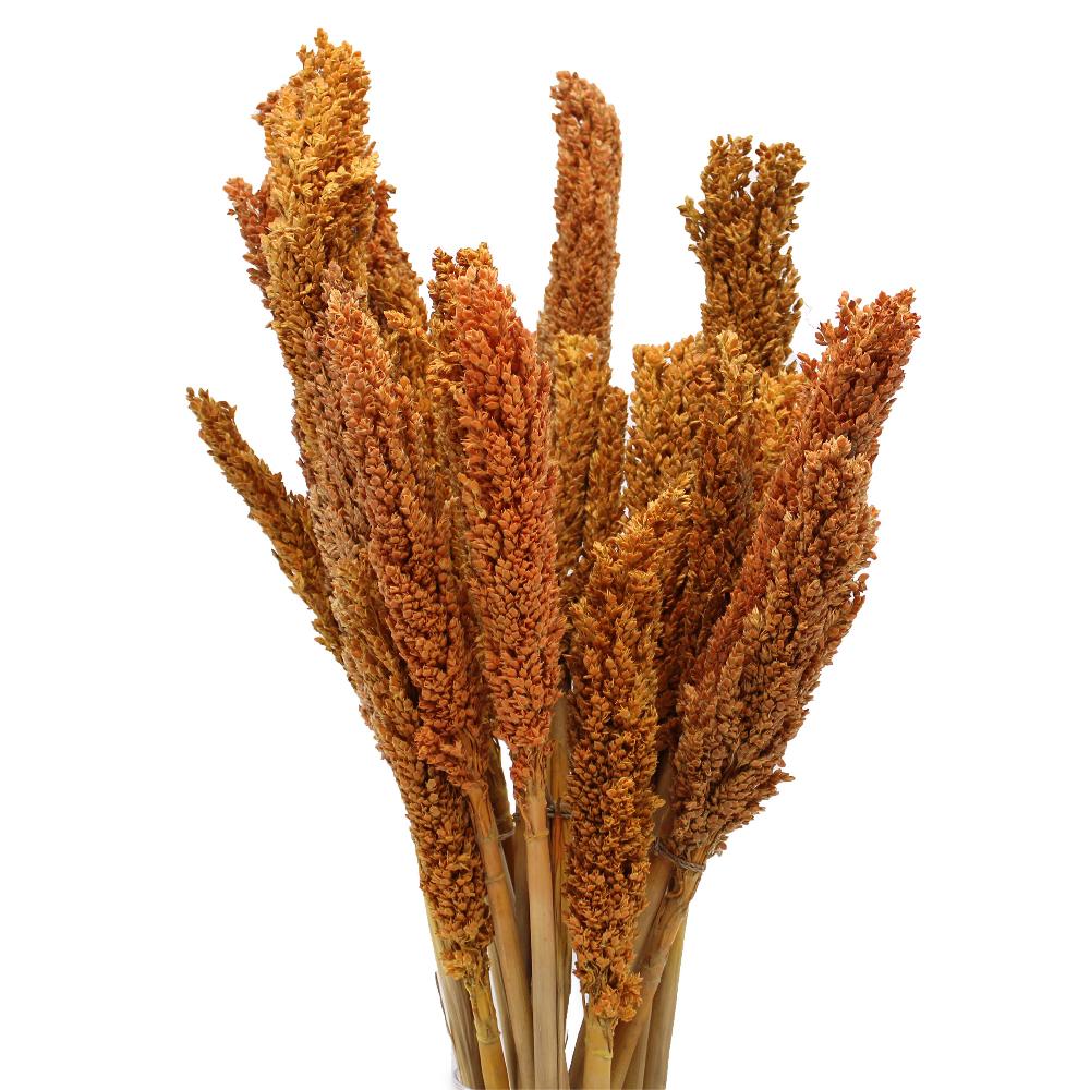 ancient wisdom 6x Cantal Grass Bunch - Orange
