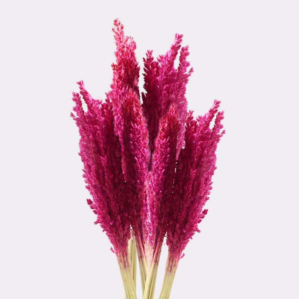 Ancient Wisdom 6x Cantal Grass Bunch - Pink