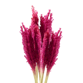 ancient wisdom 6x Cantal Grass Bunch - Pink