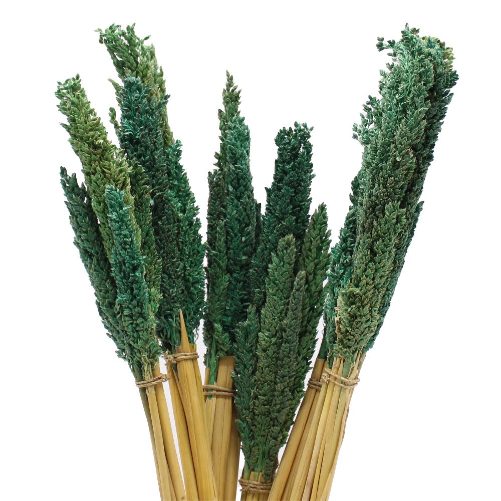 ancient wisdom 6x Cantal Grass Bunch - Teal