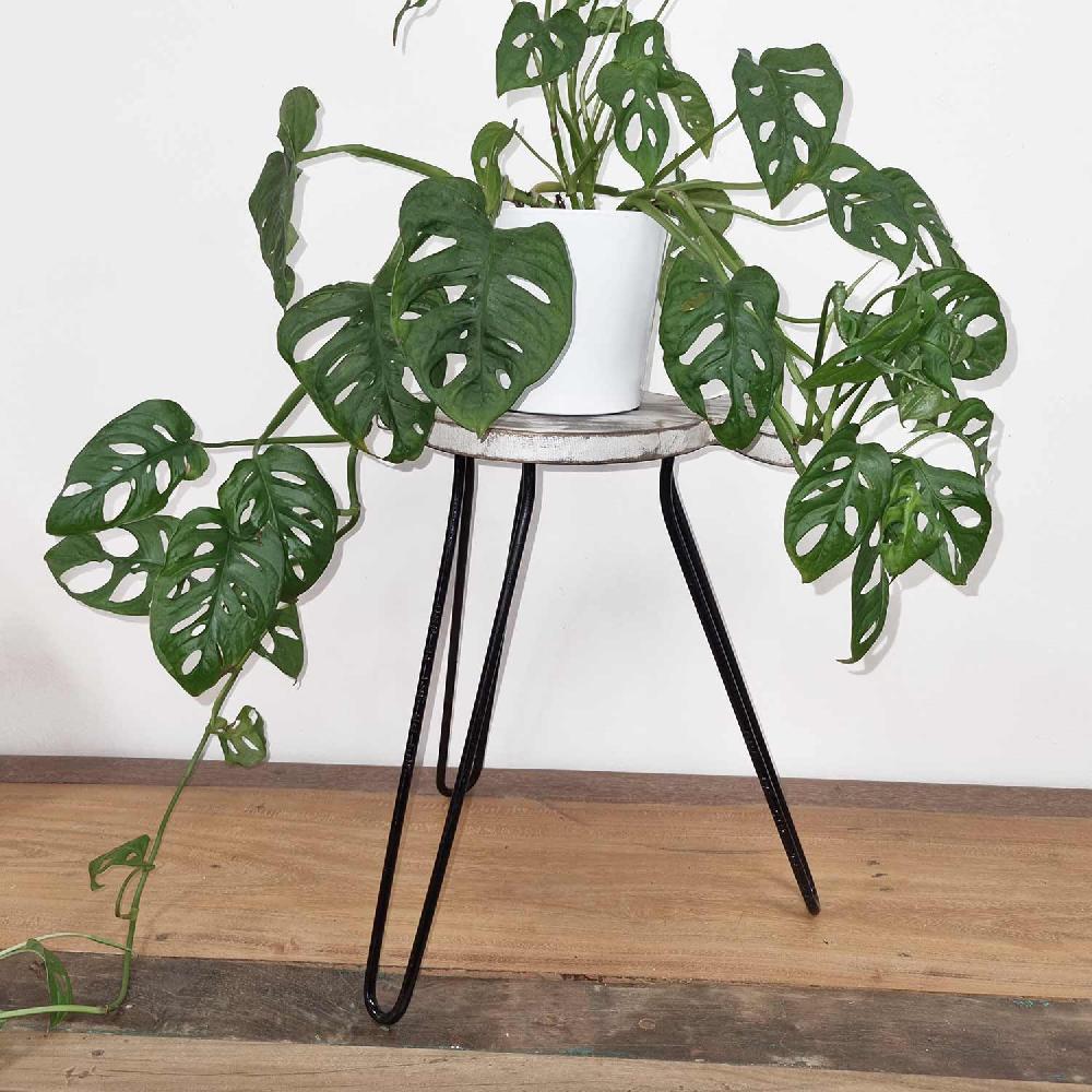 Ancient Wisdom Albasia Wood Fish Stand - Whitewash