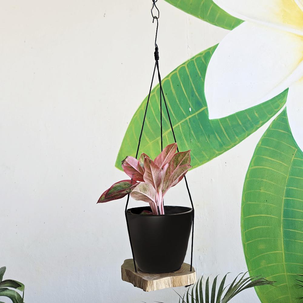 Ancient Wisdom Hanging Gamal Wood Shelf - One Level