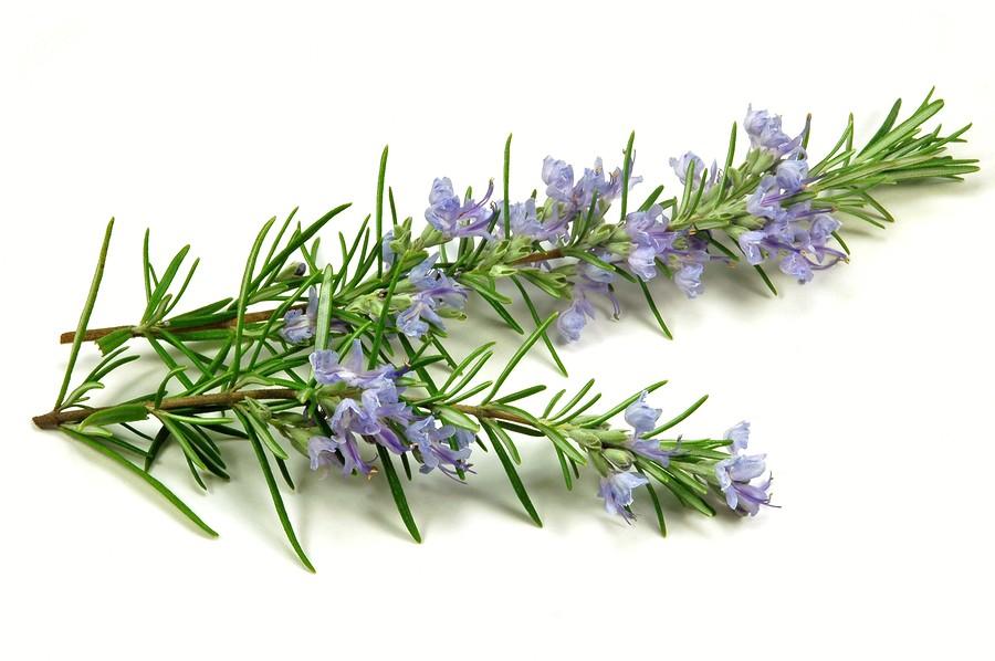 Ancient Wisdom Rosemary - Pink -EO Soap Loaf