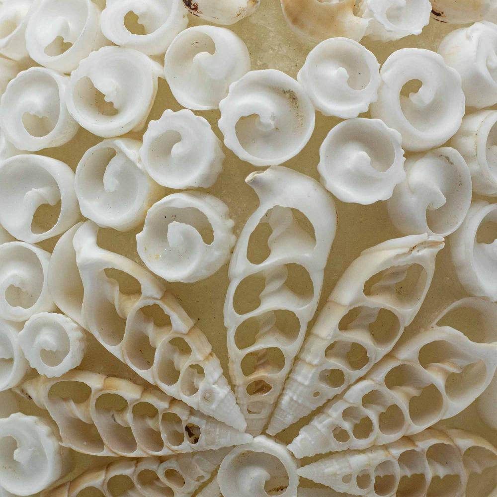 Ancient Wisdom Boho Sea Shell Lamp - Cut Art Shell Oval - 15cm