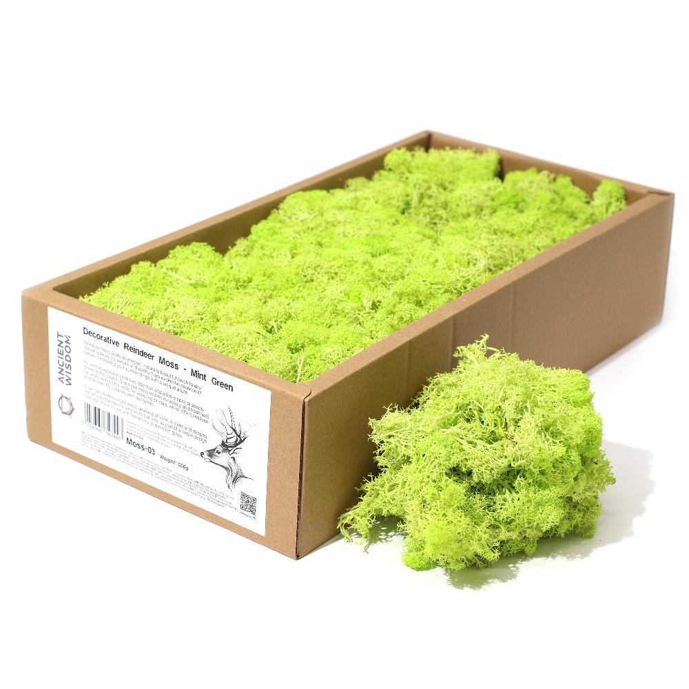 ancient wisdom Quality Decorative Reindeer Moss - Mint Green - 635g Box