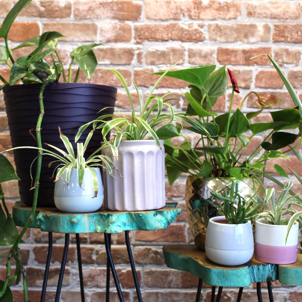 Ancient Wisdom Set Of 3 Gamal Wood Plant Stands - Greenwash