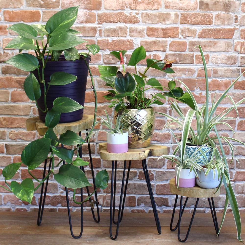 Ancient Wisdom Set Of 3 Gamal Wood Plant Stands - Natural