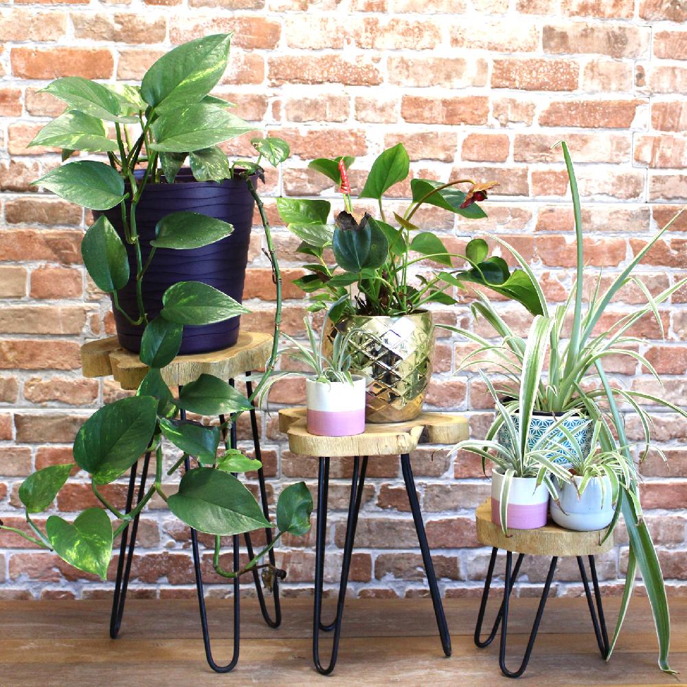 Ancient Wisdom Set Of 3 Gamal Wood Plant Stands - Natural