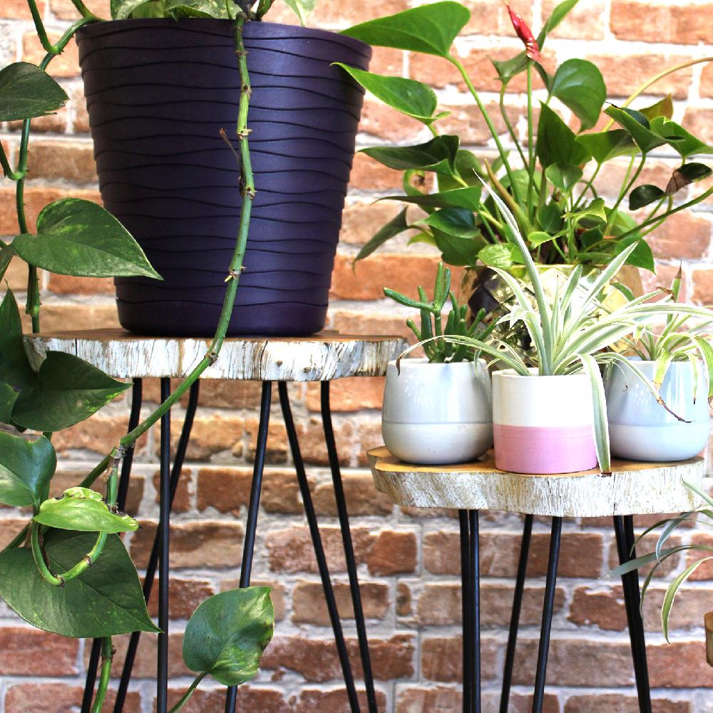 Ancient Wisdom Set Of 3 Gamal Wood Plant Stands - Whitewash